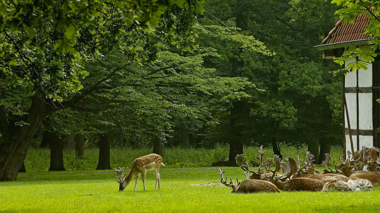 Green forest clearing in the Hanover Tiergarten. A deer is grazing in the foreground, while several stags with magnificent antlers rest in the grass. On the right, a half-timbered building is partially visible.